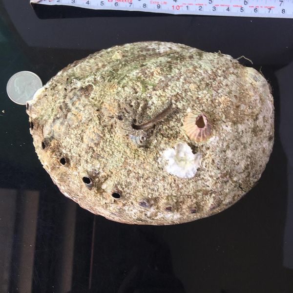 exquisite natural abalone shell seashell soapbox rainbow lg sea green blue beach house soapbox exquisite natural h wmtlfl
exquisite natural abalone shell seashell soapbox rainbow lg sea green blue beach house soapbox exquisite natural h wmtlfl