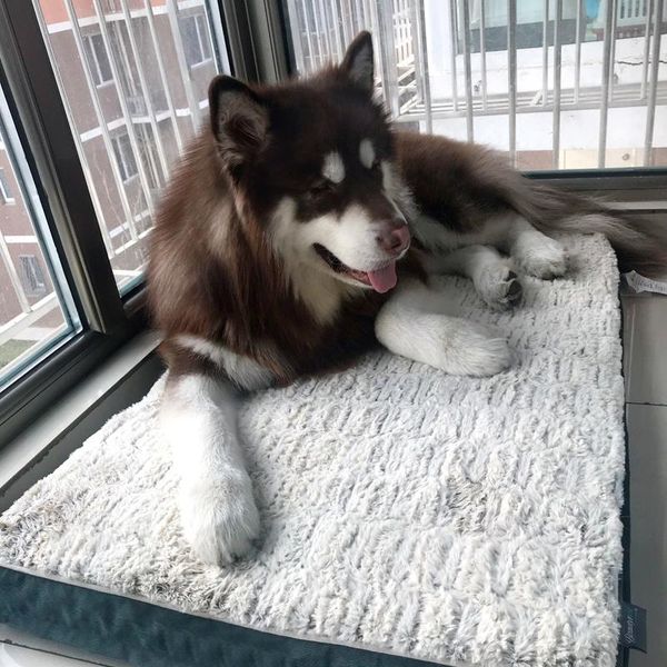 removable washable dog mat golden mullard prado dog house bed doghouse pad beds for large dogs cushions
removable washable dog mat golden mullard prado dog house bed doghouse pad beds for large dogs cushions