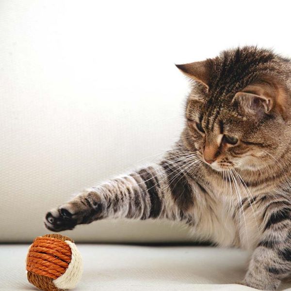 2pcs/pack cat toy pet sisal ball toy funny interactive cat puppy kitten toys for cats playing chewing cat products pet wmtvnx
2pcs/pack cat toy pet sisal ball toy funny interactive cat puppy kitten toys for cats playing chewing cat products pet wmtvnx