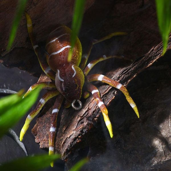 gobygo 1pcs spider soft bait 8cm 7g sile bait artificial softbait lures less fishing lure with realisti qyloup
gobygo 1pcs spider soft bait 8cm 7g sile bait artificial softbait lures less fishing lure with realisti qyloup