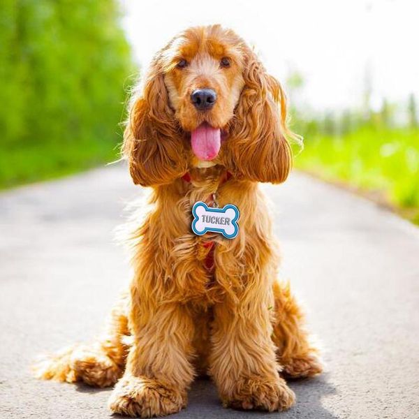 10/20/50pcs custom engraved dog id tag personalized dogs puppy collar tags bone shape nameplate pet accessories w sqcram
10/20/50pcs custom engraved dog id tag personalized dogs puppy collar tags bone shape nameplate pet accessories w sqcram