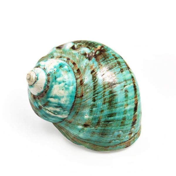 polished turban shells turbo seashells original natural large green coral sea snail home fish tank decorations crafts diy h bbypdb
polished turban shells turbo seashells original natural large green coral sea snail home fish tank decorations crafts diy h bbypdb