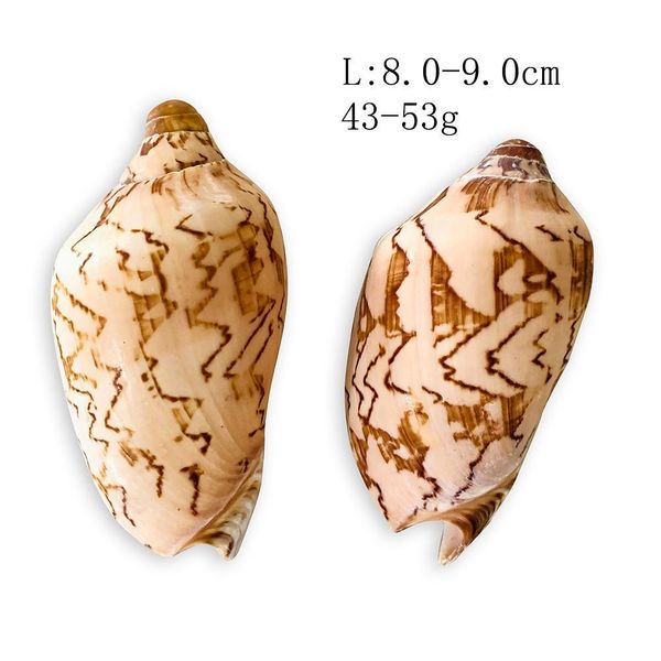 wave conch sea shells nautical decor natural shell conch decor fish tank aquarium scenic decoration micro landscape specimens h bbyccc
wave conch sea shells nautical decor natural shell conch decor fish tank aquarium scenic decoration micro landscape specimens h bbyccc