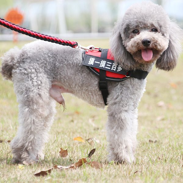 teddy dog leash small dog bomei vip cat pulling rope dog rope puppy chain pet supplies
teddy dog leash small dog bomei vip cat pulling rope dog rope puppy chain pet supplies