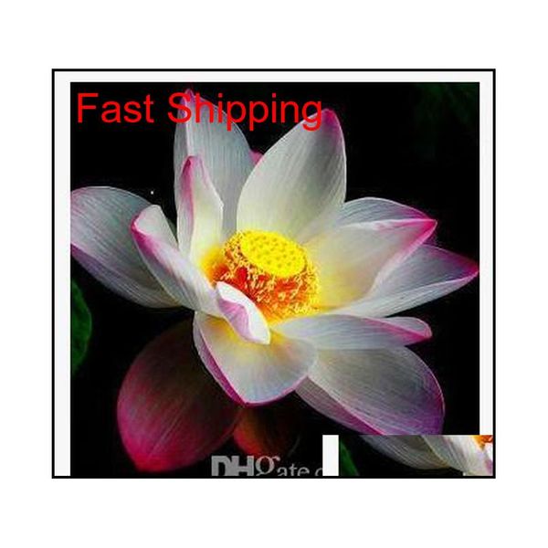 promotion 10 pcs water lily seeds colorful bonsai balcony flower bowl lotus perennial aquatic plant qylocp bdesports
promotion 10 pcs water lily seeds colorful bonsai balcony flower bowl lotus perennial aquatic plant qylocp bdesports