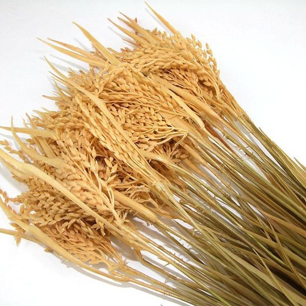decorative flowers & wreaths 70cm plastic artificial wheat rice branches for home el floral decoration1
decorative flowers & wreaths 70cm plastic artificial wheat rice branches for home el floral decoration1