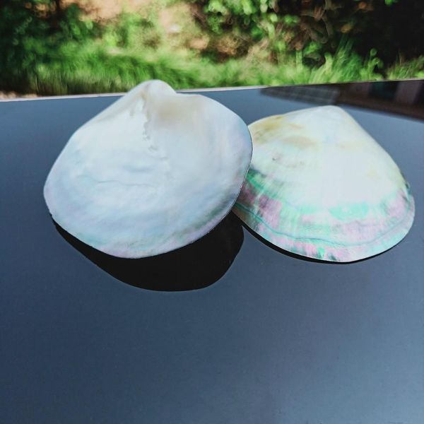 natural seashells black butterfly shell jewelry diy shell nautical beach decor scallop specimen restaurant caviar seasoning tray h bbyxly
natural seashells black butterfly shell jewelry diy shell nautical beach decor scallop specimen restaurant caviar seasoning tray h bbyxly