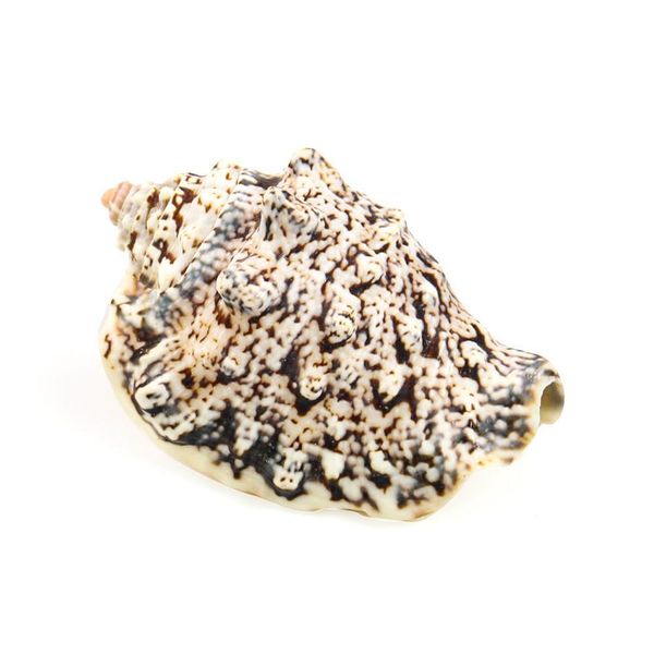6 8cm natural shell snail dragon head conch nautical home decor seashell specimen craft wedding decorations acquarium accessory h jllcor
6 8cm natural shell snail dragon head conch nautical home decor seashell specimen craft wedding decorations acquarium accessory h jllcor