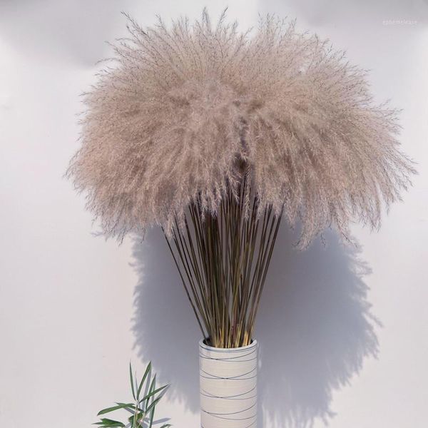 natural pampas grass reed dried flowers fall decorations for home real flowers wedding home decor1
natural pampas grass reed dried flowers fall decorations for home real flowers wedding home decor1