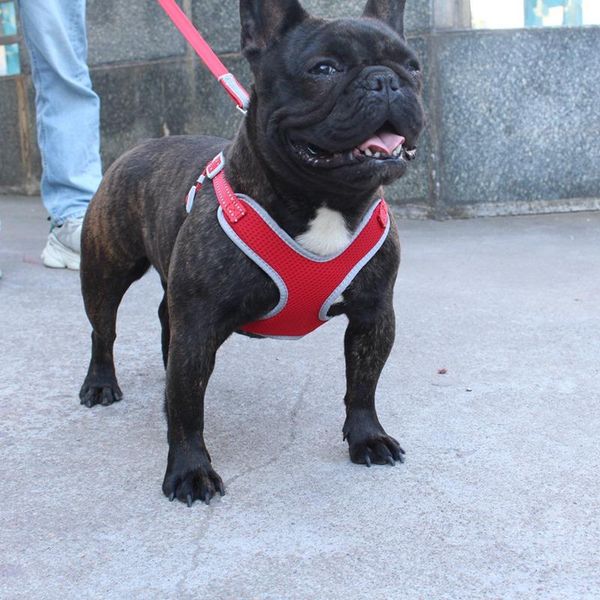 pet harness поводок set регулируемая собака холст ремень vest reflective тяговый канат аксессуары для собак для открытый туризм m
pet harness поводок set регулируемая собака холст ремень vest reflective тяговый канат аксессуары для собак для открытый туризм m