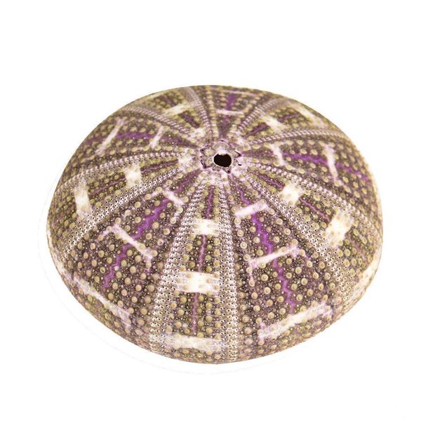 6 10cm natural eight trigrams sea urchin shell conch nautical home decor diy ocean beach wedding decor specimen crafts h jllwsg
6 10cm natural eight trigrams sea urchin shell conch nautical home decor diy ocean beach wedding decor specimen crafts h jllwsg