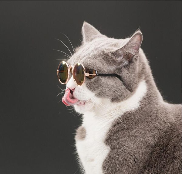 wholesale 20pcs/lot cat eye-wear pet sunglasses little dog glasses cat glasses ps props dog cat accessories pet s bbyogs ladyshome
wholesale 20pcs/lot cat eye-wear pet sunglasses little dog glasses cat glasses ps props dog cat accessories pet s bbyogs ladyshome