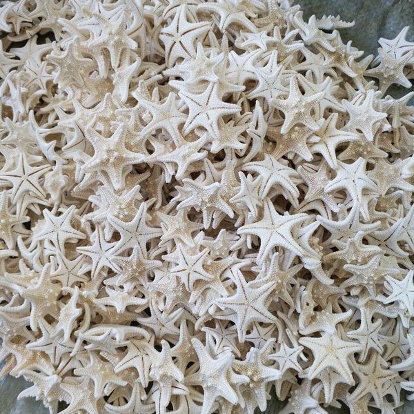 20pcs/set star fish star sea animal shell beach ornament for aquarium weddings party diy home decoration craft natural jllolh
20pcs/set star fish star sea animal shell beach ornament for aquarium weddings party diy home decoration craft natural jllolh