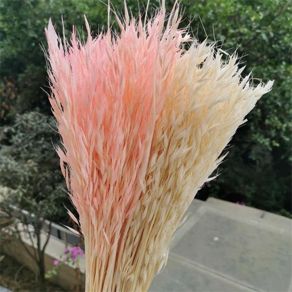 60pcs/bouquet,natural dried oats flowers,eternal real plant for wedding party home decoration accessories,display flowers favor 1022
60pcs/bouquet,natural dried oats flowers,eternal real plant for wedding party home decoration accessories,display flowers favor 1022