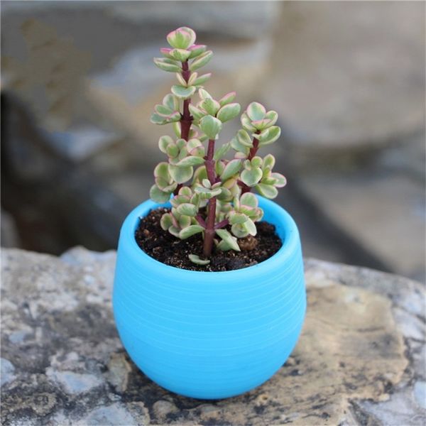plastic flowerpot rainbow plant pots botany house decoration living roomventilation corrosion flower pot resistance seeds garden 0 4zx d2
plastic flowerpot rainbow plant pots botany house decoration living roomventilation corrosion flower pot resistance seeds garden 0 4zx d2