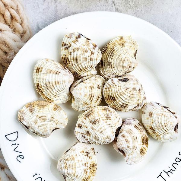 2pcs 3 4cm natural conch shell flower basket curtain clam collection rare specimen teaching scallop paleontology aquarium decor h bbyaha
2pcs 3 4cm natural conch shell flower basket curtain clam collection rare specimen teaching scallop paleontology aquarium decor h bbyaha