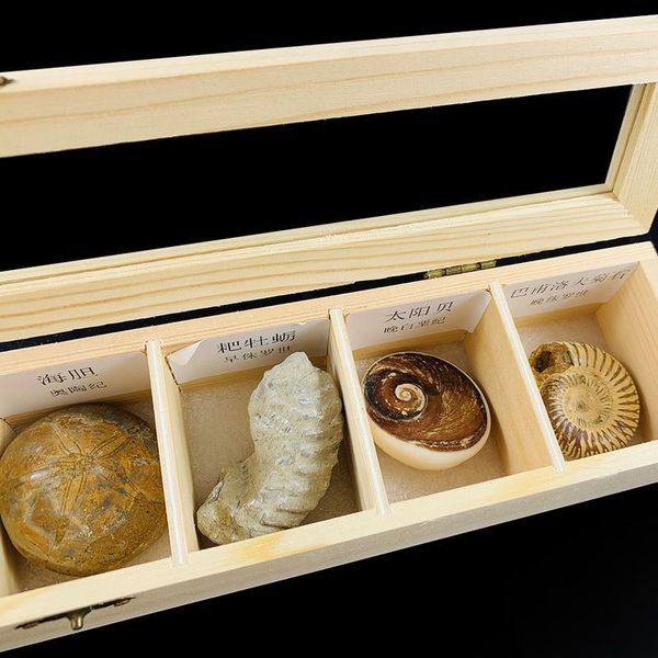 7pcs set natural conch raw stones animal shell teaching specimen color snail oyster shells stone gifts collection home decor h jllhea
7pcs set natural conch raw stones animal shell teaching specimen color snail oyster shells stone gifts collection home decor h jllhea