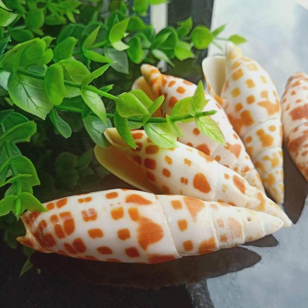 1pc natural shell conch carp pen conch specimen nautical home decor snail seashells collectibles beach wedding decoration h jlldll
1pc natural shell conch carp pen conch specimen nautical home decor snail seashells collectibles beach wedding decoration h jlldll