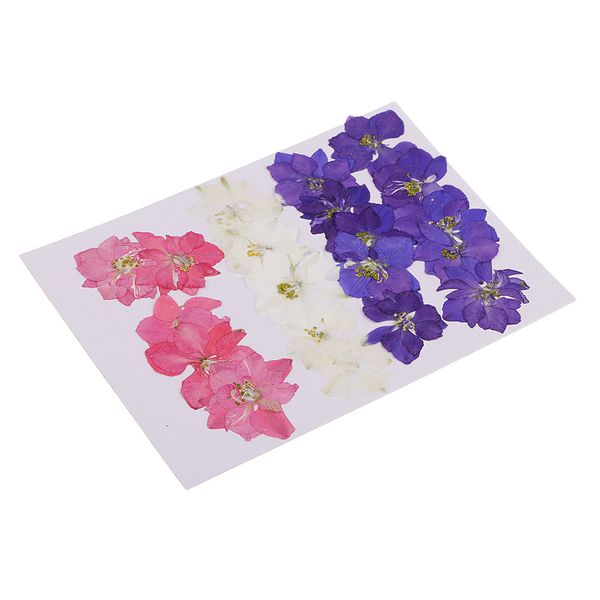 20 pieces pressed dried flower real flower delphinium scrapbooking embellishments for jewelry making diy ornament
20 pieces pressed dried flower real flower delphinium scrapbooking embellishments for jewelry making diy ornament