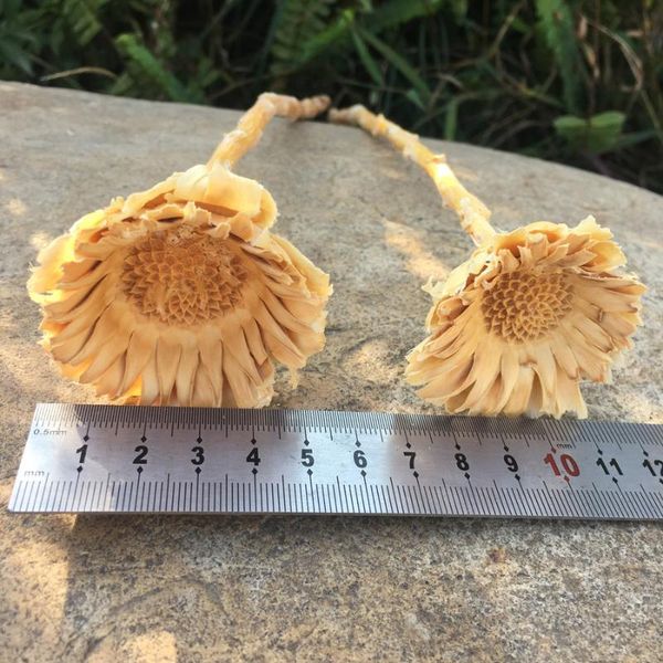 4pcs/4-8cm flower head natural dried gerbera,diy floral display dry flowers plant for wedding favor home party decor, gift
4pcs/4-8cm flower head natural dried gerbera,diy floral display dry flowers plant for wedding favor home party decor, gift