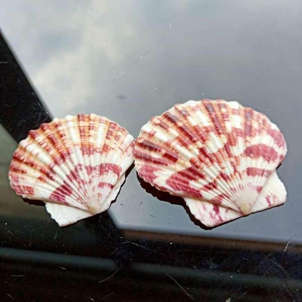 10pcs lot sea shells natural scallop seashell beach wedding decorations home decor ocean ornaments diy shell for jewelry making h jllchs
10pcs lot sea shells natural scallop seashell beach wedding decorations home decor ocean ornaments diy shell for jewelry making h jllchs
