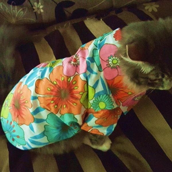 весна стиль кошки продукты для coat животных supplies 30 pet тропических гавайские одежда одежда собака кошка цветочные летние рубашки bbyst
весна стиль кошки продукты для coat животных supplies 30 pet тропических гавайские одежда одежда собака кошка цветочные летние рубашки bbyst