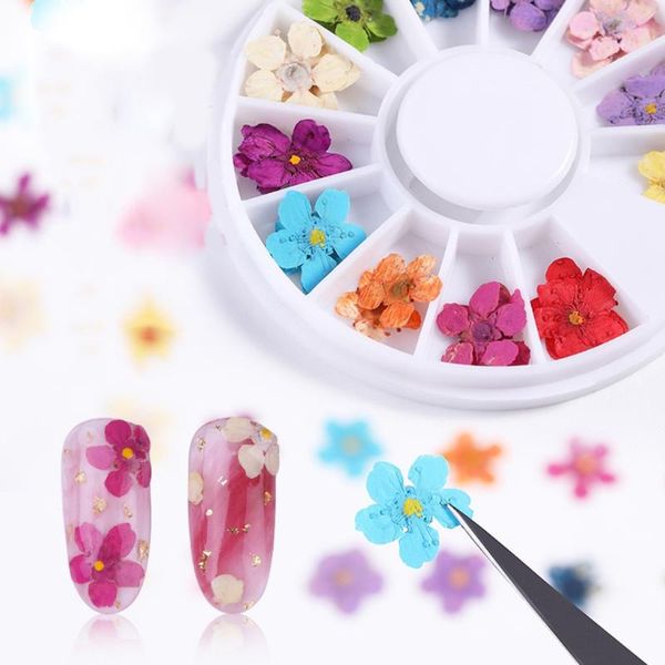 nail dry flower star sunflower daffodil nail dry flower star sunflower daffodil five petals small decorating, Silver;gold
nail dry flower star sunflower daffodil nail dry flower star sunflower daffodil five petals small decorating, Silver;gold