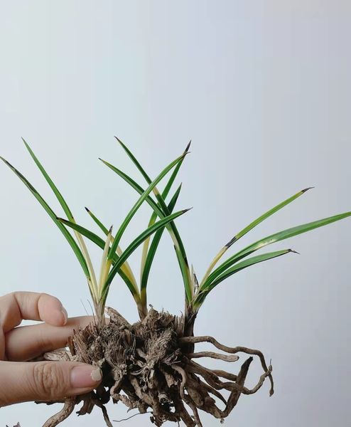 chinese wild orchid rare greenery plant,potted orchids ground-grown grass dwarf mutant orchid
chinese wild orchid rare greenery plant,potted orchids ground-grown grass dwarf mutant orchid