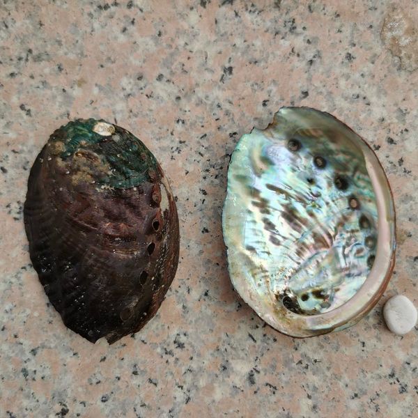 5pcs 8 9cm abalone shell natural seashell nautical wedding decorations crafts sea shell specimen collectibles aquarium landscape h jllqjg
5pcs 8 9cm abalone shell natural seashell nautical wedding decorations crafts sea shell specimen collectibles aquarium landscape h jllqjg