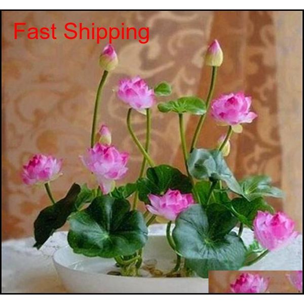 2018 5pcs/bag bowl lotus water lily seeds rare aquatic flower seeds perennial plant bonsai for home gar qylpqy bde_luck
2018 5pcs/bag bowl lotus water lily seeds rare aquatic flower seeds perennial plant bonsai for home gar qylpqy bde_luck