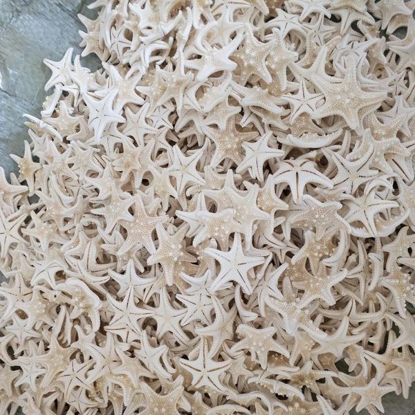20pcs/set star fish star sea animal shell beach ornament for aquarium weddings party diy home decoration craft natural qylrpu
20pcs/set star fish star sea animal shell beach ornament for aquarium weddings party diy home decoration craft natural qylrpu