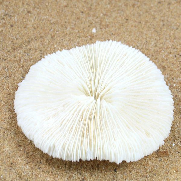 1pc natural sea coral shell conch mushroom coral specimen fish tank aquarium decoration accessories aquatic pet supplies h wmtpgv
1pc natural sea coral shell conch mushroom coral specimen fish tank aquarium decoration accessories aquatic pet supplies h wmtpgv
