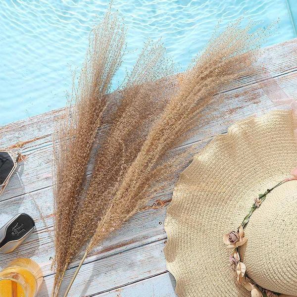 wedding-dried pampas grass decor phragmites&real dried reed home christmas decoration natural plants flower bunch arrangement1
wedding-dried pampas grass decor phragmites&real dried reed home christmas decoration natural plants flower bunch arrangement1