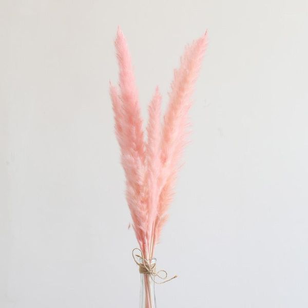 7pcs pampas grass natural dry flower home fire imported reed pink tail grass hanfeng bouquet living room coffee shop1
7pcs pampas grass natural dry flower home fire imported reed pink tail grass hanfeng bouquet living room coffee shop1