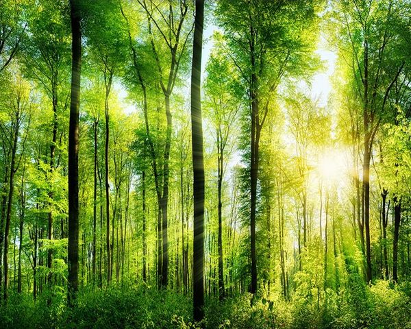 wallpapers mural custom 3d wallpaper bedroom living room el sunlight green forest scenery tv
wallpapers mural custom 3d wallpaper bedroom living room el sunlight green forest scenery tv