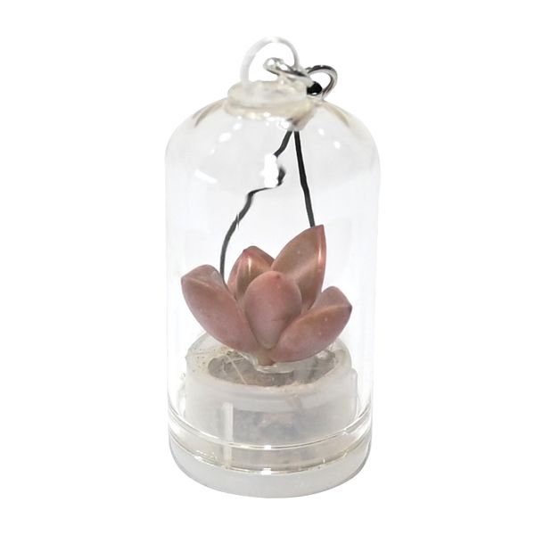succulent plants in glass terrarium with potted decor succulents in pot decoration for desk office room kitchen and bathroom
succulent plants in glass terrarium with potted decor succulents in pot decoration for desk office room kitchen and bathroom