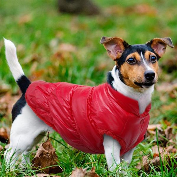 dog clothes chihuahua pug winter pet clothes jacket for small medium dogs warm dog coat clothing waterproof ropa per bbyect
dog clothes chihuahua pug winter pet clothes jacket for small medium dogs warm dog coat clothing waterproof ropa per bbyect