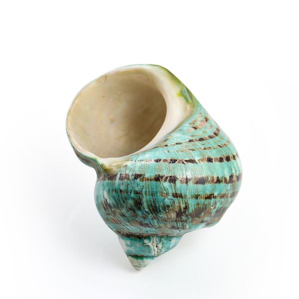 polished turban shells turbo seashells original natural large green coral sea snail home fish tank decorations crafts diy h jllcwo
polished turban shells turbo seashells original natural large green coral sea snail home fish tank decorations crafts diy h jllcwo
