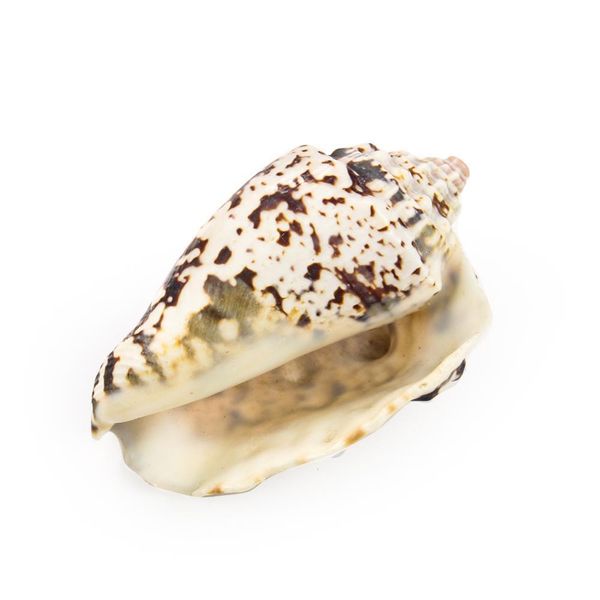 strombus lobatus raninus polished sea shells approx weight 29g to 45g great for home tank decor display wedding h jllbon
strombus lobatus raninus polished sea shells approx weight 29g to 45g great for home tank decor display wedding h jllbon