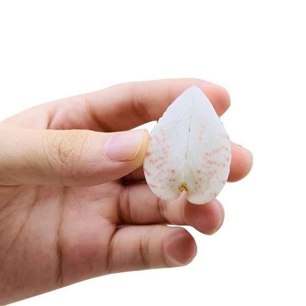 2pcs 3 5cm chicken heart clam natural shell lover seashell beach wedding decor starfish aquarium nautical decor collectibles h jllnpx
2pcs 3 5cm chicken heart clam natural shell lover seashell beach wedding decor starfish aquarium nautical decor collectibles h jllnpx