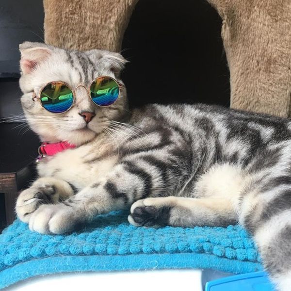 fashion small pet sunglasses cat grooming accessories summer dog cat glasses eye protection wear puppy cats jllxup
fashion small pet sunglasses cat grooming accessories summer dog cat glasses eye protection wear puppy cats jllxup