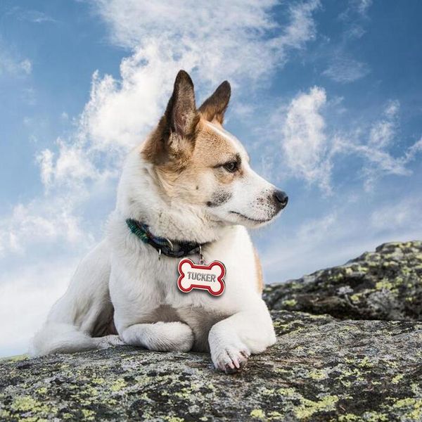 engraved pet dog tags custom cat id name tags for pets personalized paw bone shape sqcfat
engraved pet dog tags custom cat id name tags for pets personalized paw bone shape sqcfat
