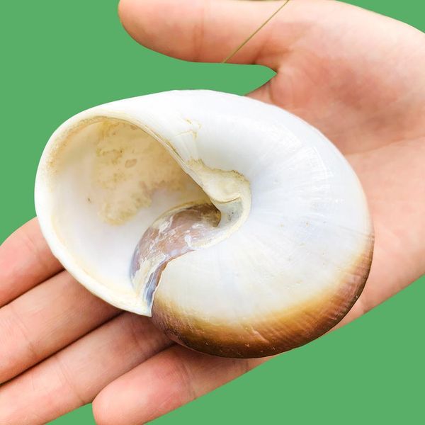 7 8cm natural snail shell hermitage crab spare replacement shell bread conch seashells nautical home decor acquarium accessory h sqcfuc
7 8cm natural snail shell hermitage crab spare replacement shell bread conch seashells nautical home decor acquarium accessory h sqcfuc
