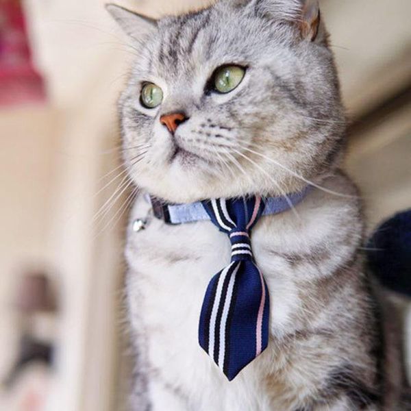 cat collars & leads fashion design pet stripe tie collar puppy dog with bell adjustable kitten necktie bow 4 colors
cat collars & leads fashion design pet stripe tie collar puppy dog with bell adjustable kitten necktie bow 4 colors