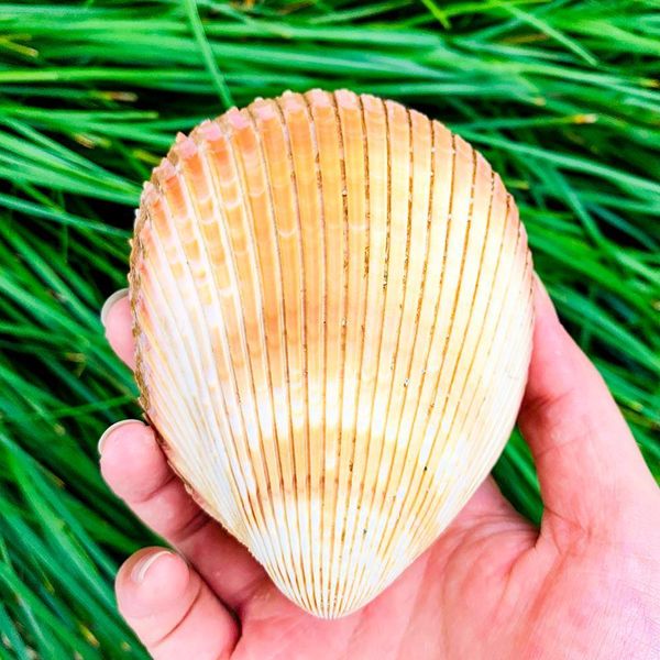 гигантская раковина раковины раковины clam dinocardium robustum aquariums образец marine conch tank decorations ремесла diy landscap h jllqz
гигантская раковина раковины раковины clam dinocardium robustum aquariums образец marine conch tank decorations ремесла diy landscap h jllqz