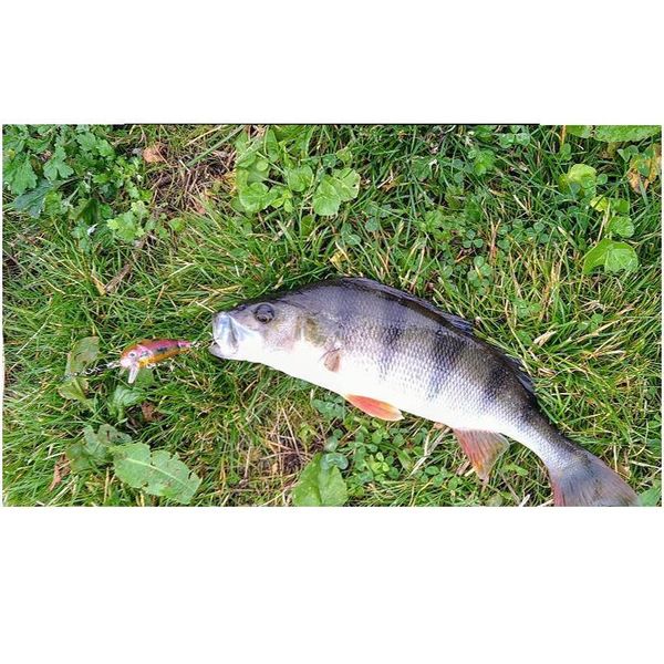 fishing lure set fishing hard bait mini minnow floating swing crankbait crazy wobblers artificial bionic cra jllweh
fishing lure set fishing hard bait mini minnow floating swing crankbait crazy wobblers artificial bionic cra jllweh