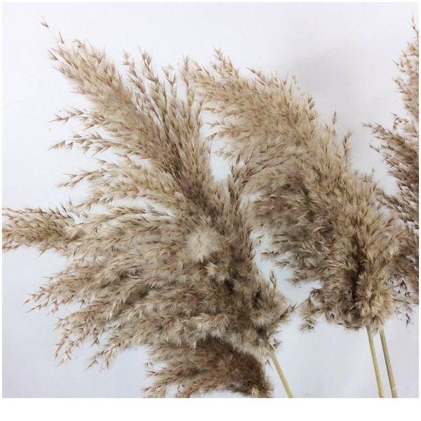 10 pcs natural dried pampas grass phragmites communis for wedding dried flower bunch home decor diy craft dry flowers de bbymxr
10 pcs natural dried pampas grass phragmites communis for wedding dried flower bunch home decor diy craft dry flowers de bbymxr