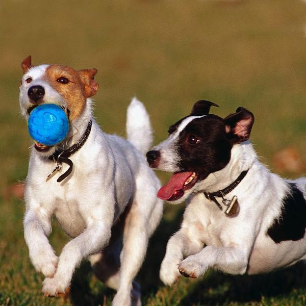 dog toy pet rubber balls toys squeaking interactive puppy chewing toys for small large dogs training playing teeth bbyeev
dog toy pet rubber balls toys squeaking interactive puppy chewing toys for small large dogs training playing teeth bbyeev