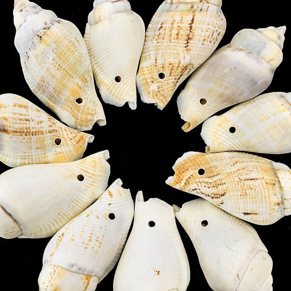 5pcs natural snail shell phoenix conch nautical decor diy jewelry making pendants specimen crafts home decor aquarium landscape h jlligb
5pcs natural snail shell phoenix conch nautical decor diy jewelry making pendants specimen crafts home decor aquarium landscape h jlligb