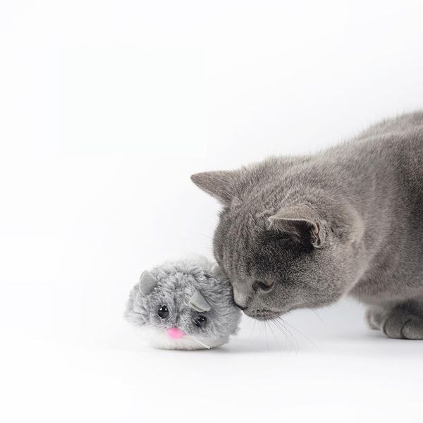 cat toys funny creative toy mouse rat pulling chain shake interactive pet artificial fur no need batteries
cat toys funny creative toy mouse rat pulling chain shake interactive pet artificial fur no need batteries